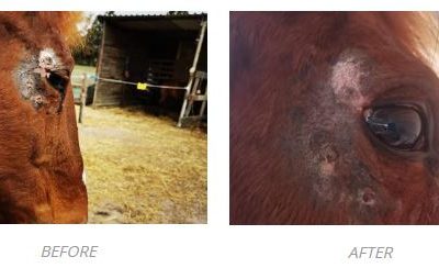 Sarcoids – what Chemo couldn’t Thermal Mud could