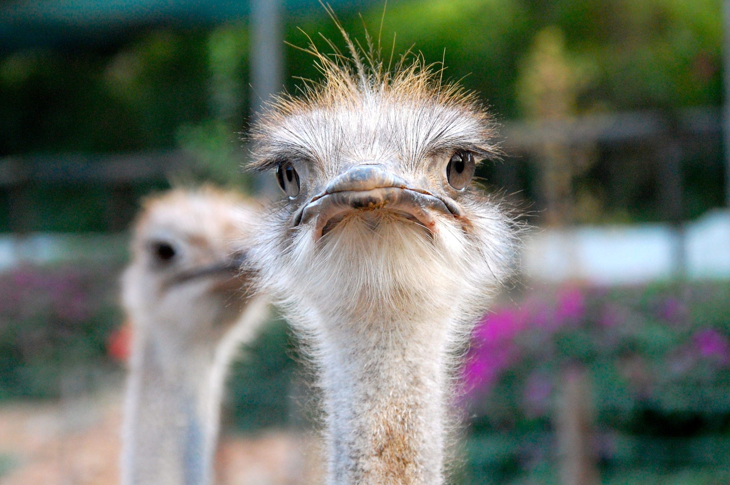 Muduser Ostrich Farming - Vermate and Thermal Mud