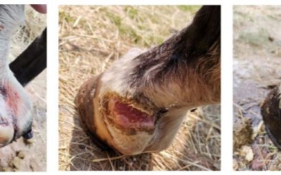 Thermal Mud No Infection No Proud Flesh
