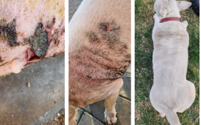 Vermate and Thermal Mud heal Pyoderma