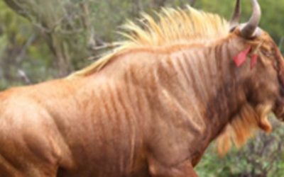 Success in a Wildebeest Embryo Transplant Project