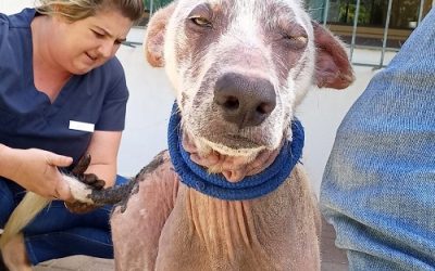 Thermal Mud and Vermate help Hoshi shine again