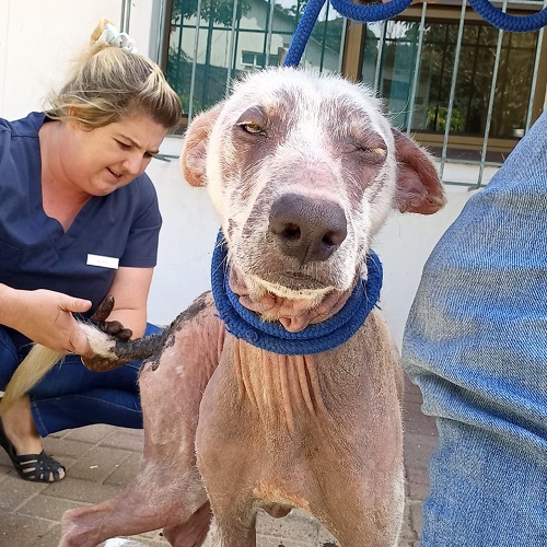Thermal Mud and Vermate help Hoshi shine again