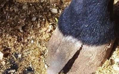 Thermal Mud treats persistent hoof growth