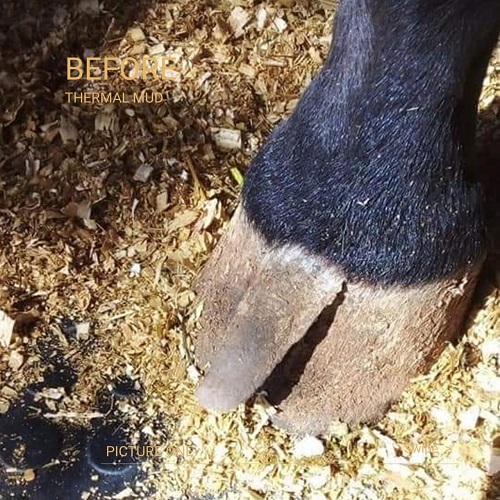 Thermal Mud treats persistent hoof growth