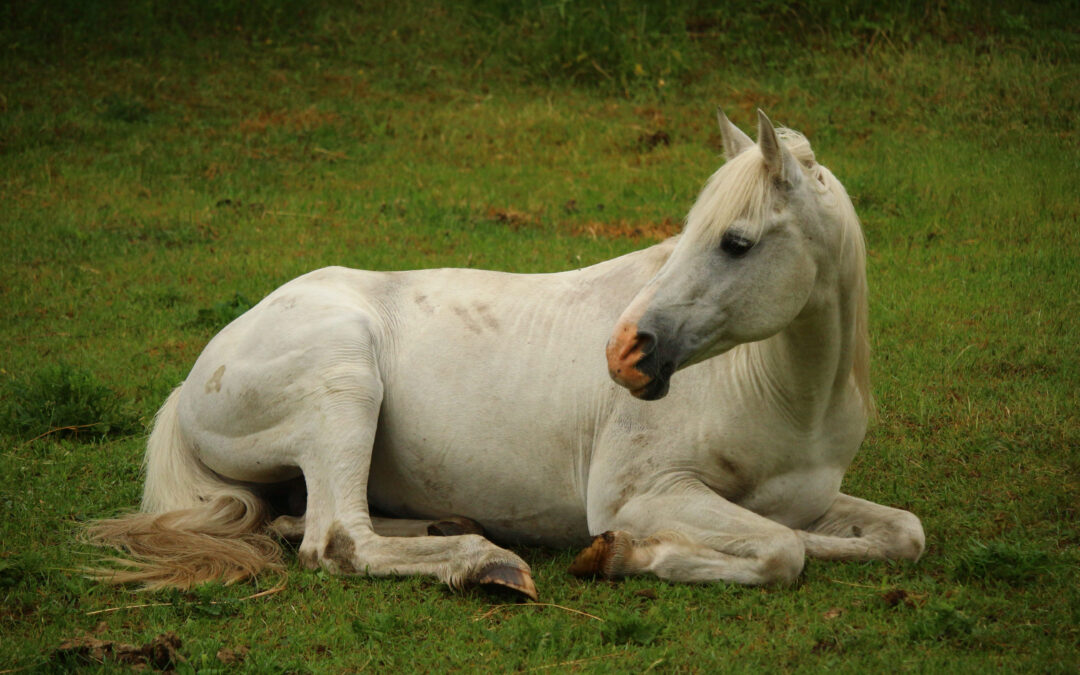 The Colic Conundrum