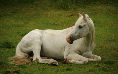 The Colic Conundrum