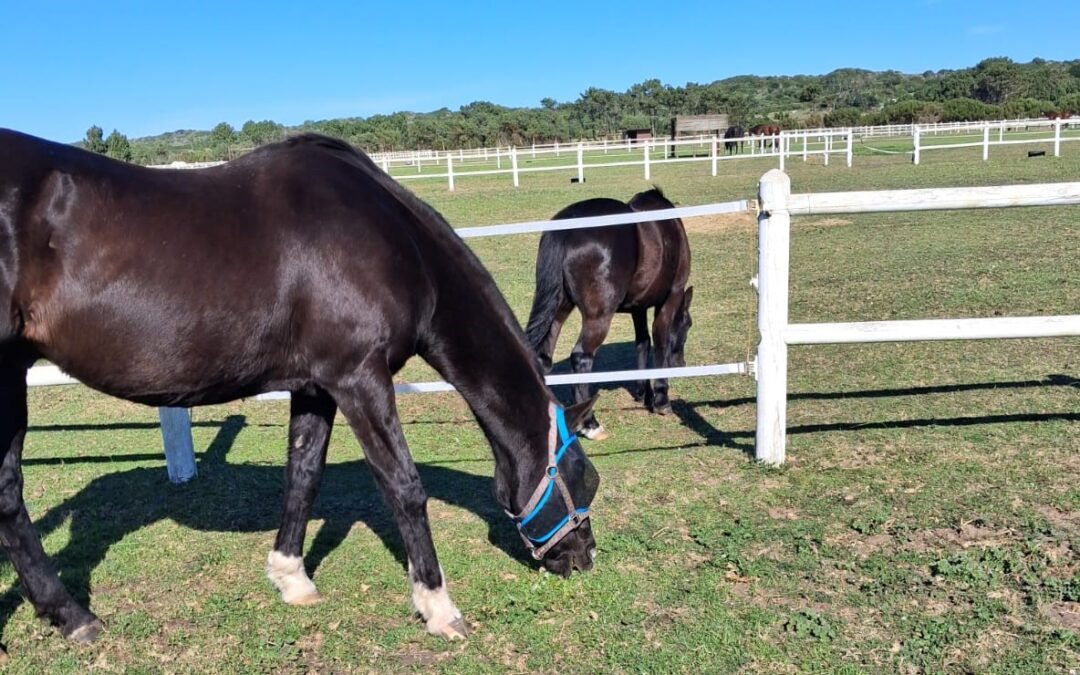 Colic sorted with Vermate Magic
