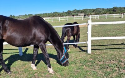 Colic sorted with Vermate Magic