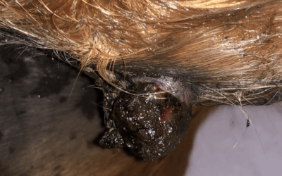 Thermal Mud – A Sarcoid Success Story