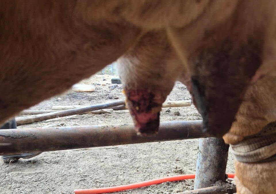 FMD Crisis Symptom Recovery in 2-14 Days