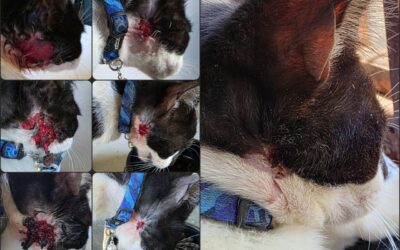 Abscess healed in 30 days